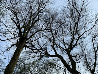 tree in the sky