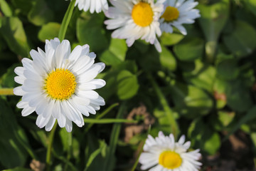 Fototapeta premium Gänseblümchen auf der Wiese, Bellis perennis