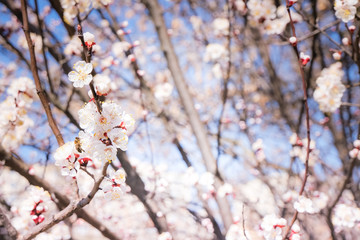 Cherry blossom, spring time, fresh flower blossom background.