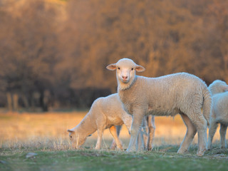 Obraz premium Young Lamb being curious on farm, sunset light
