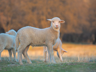 Fototapeta premium Young Lamb being curious on farm, sunset light