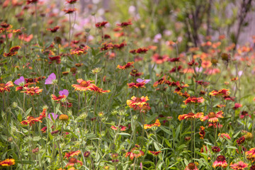 Spring wildflower shallow focus background - orange and yellow flowers with purple poppies and bokeh woodland in distance