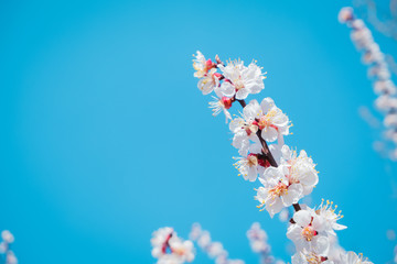 Cherry blossom, spring time, fresh flower blossom background. Blue clear skyCopy space for text..