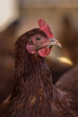 hen, animal, farm, eko, bio, nature