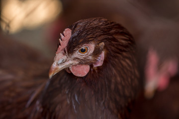 hen, hens, animal, bio, eko, farm
