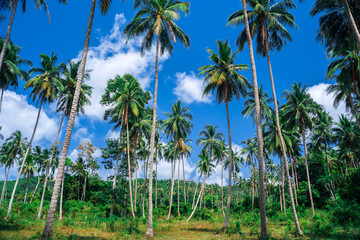 Naklejka premium Exotic tropical background with large coconut trees and blue sky. Landscape with a tropical forest of coconut trees. Huge coconut trees shot on a wide-angle lens and the background of a blue sky with 