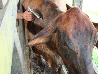 foot-and-mouth vaccine