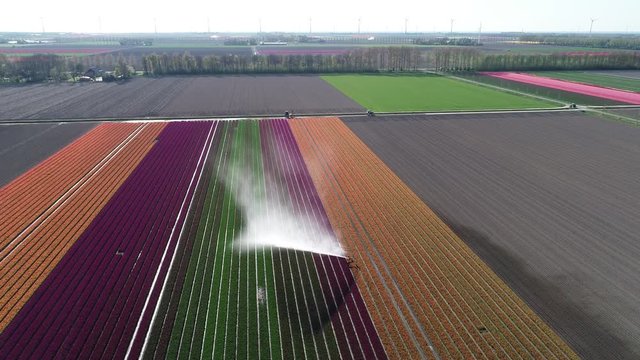 Bew&auml;sserung von Tulpenfeldern in den Niederlanden, aus der Luft gefilmt