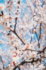 Cherry blossom, spring time, fresh flower blossom background.