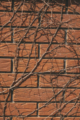 Brick wall with branches, retro texture, warm colours. Place for a text. Outdoor background.