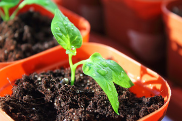 Seedlings of peppers in pots. Close-up. Top view. Selective focus. Background.