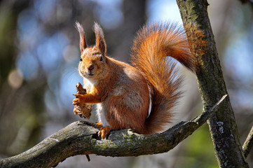 The eurasian red squirrel sits on a tree branch. (Sciurus vulgaris).