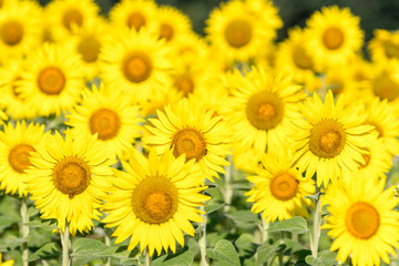 Sonnenblumen im Feld 