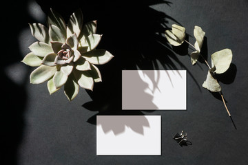 White  business cards, tag, succulent and eucalyptus leaves, pencil on a textured black paper background. Natural light casts a shadow from the plants.