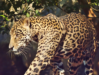 Leopard is walking.
