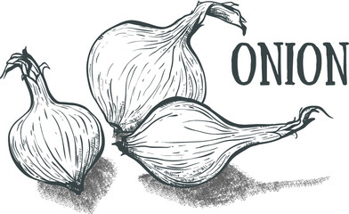 Hand drawn sketch onion. Eco food. Vector illustration. onion on the white background.