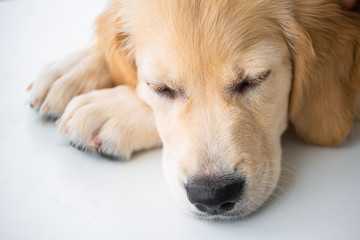 Naklejka na ściany i meble Cute muzzle of retriever dog with eyes closed