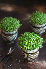 Alfalfa microgreens. Sprouting Microgreens. Seed Germination at home. Vegan and healthy eating concept. Sprouted alfalfa Seeds, Micro greens. Growing sprouts. Green living concept.