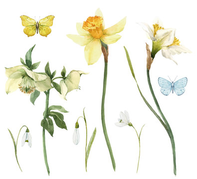 Beautiful watercolor floral set with gentle hellebore and daffodil flowers. Stock illustration.