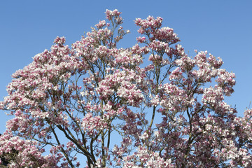 Blüten der Tulpenmagnolie uim Frühling, Magnolia soulangiana
