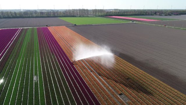 Bewässerung von Tulpenfeldern in den Niederlanden, aus der Luft gefilmt