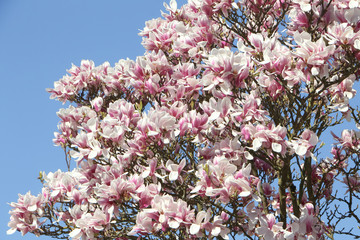 Blüten der Tulpenmagnolie uim Frühling, Magnolia soulangiana