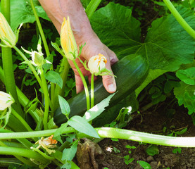 Zucchini plant with flowers and fruits. Harvesting with a man's hand. Concept of agriculture.