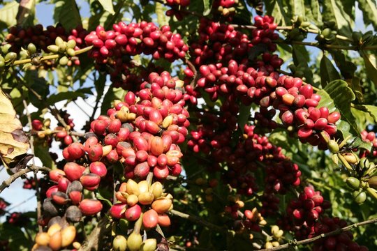 Coffee Harvest In Southern Bahia