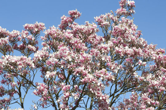 Bl&uuml;ten der Tulpenmagnolie uim Fr&uuml;hling, Magnolia soulangiana
