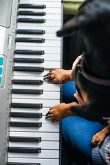 dog  to play the piano
