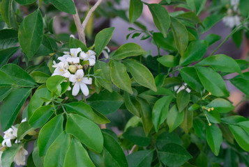 Fresh white bouquet orange jasmine flower blooming in garden. Beauty green leaves on branch for background.