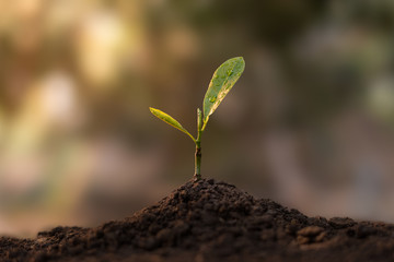 Close up shot of a seedling planted in the soil that On a clear morning The concept of growing plants in nature