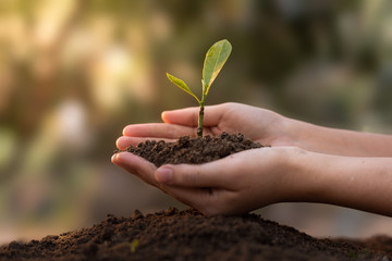Close up Woman's hands holding a seedling planted in the soil and blurred backgrounds. The concept of growing plants in nature