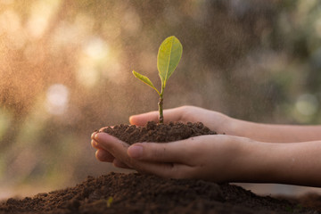 Close up Woman's hands holding a seedling planted in the soil and there is water spray in the air. The concept of growing plants in nature