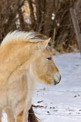 Lupine Horse Canada