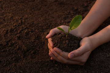 Close up Woman's hands holding a seedling to plant in the ground. The concept of growing plants in nature.