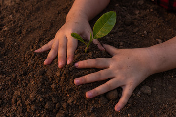 Close up little girl hand is planting seedlings in the ground. The concept of growing plants in nature