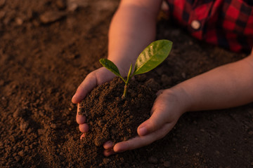 Close up little girl hand is planting seedlings in the ground. The concept of growing plants in nature