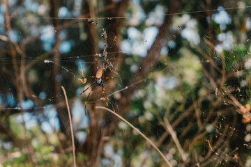 Close de aranha e teia no meio de árvores