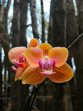 Wild red and yellow orchid