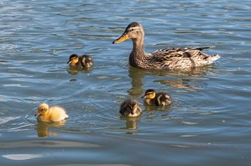  Family of young mallard ducklings with a single yellow duckling in early spring