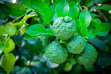 Close up of bergamot fruit on the tree. Bergamot is herbal fruit in Thailand.