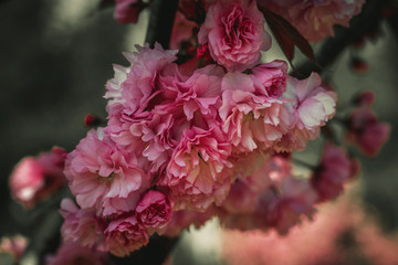 
Spring has come, beautiful sakura has blossomed