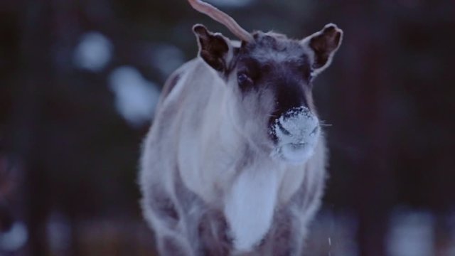 One horned reindeer looking around, near a snow capped forest, in Lapland, Finland