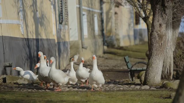 White ducks walking near a building, in the romanian countryside