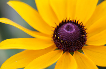 Obraz premium Closeup of a yellow flower