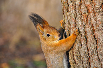 The eurasian red squirrel close-up portrait. (Sciurus vulgaris).
