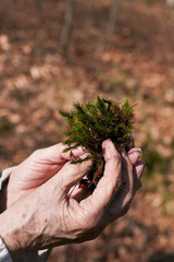 grandmother's hands holding plant in forest