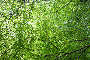 Fototapeta na wymiar green leaf of tree background on day light