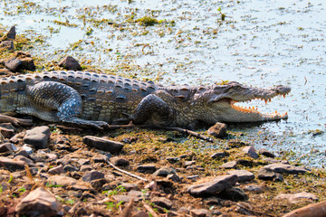 Snub Nosed Marsh Crocodile mugger crocodile (Crocodylus palustris) is a crocodilian native to...